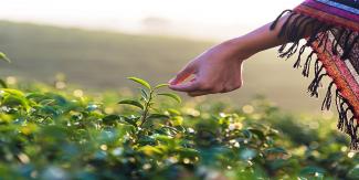 Harvesting tea leaves