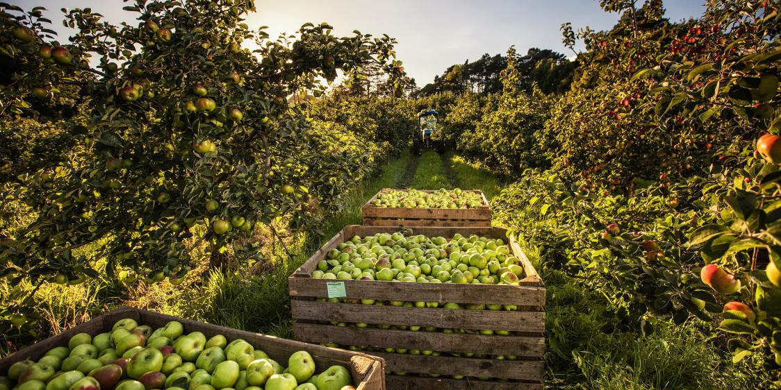 Armagh Bramley Apples