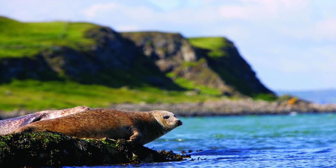 Rathlin Seals