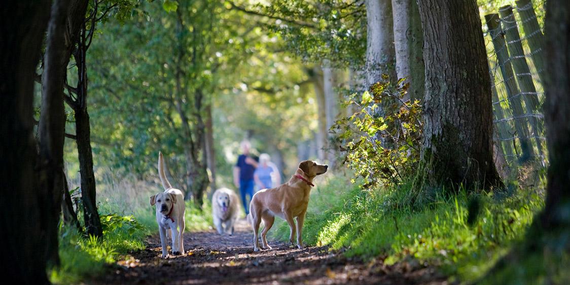 Carnfunnock Country Park