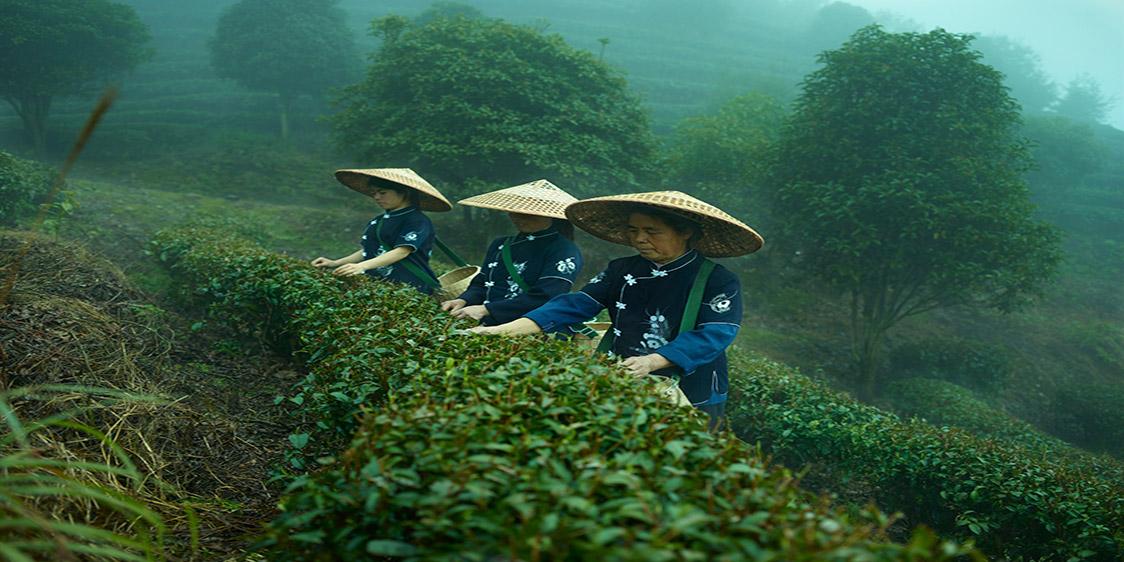 Tea pickers harvesting the first crop of the year which is the most sought after tea of the entire harvest in the Baisha Area of Southern China