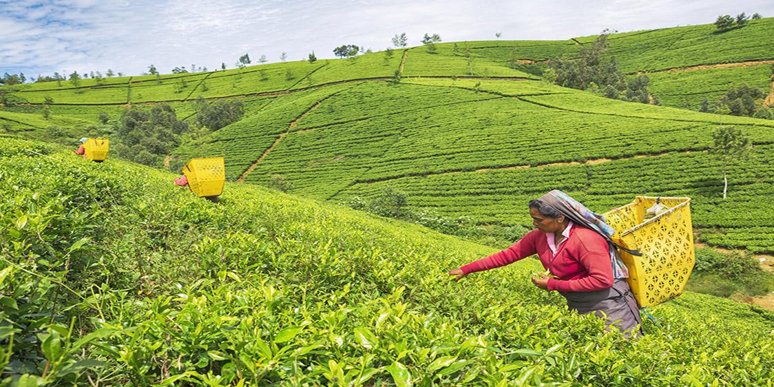 Tea Plantations of Sri Lanka 