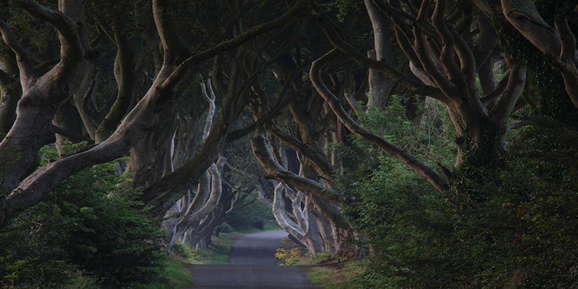Image of the Dark Hedges in County Antrim