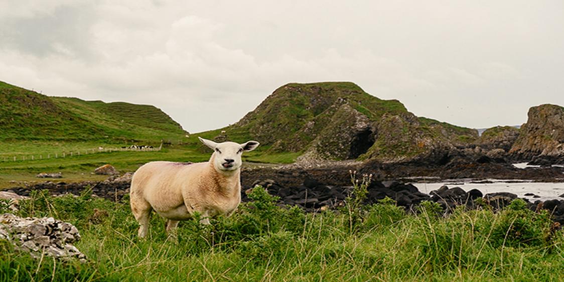A sheep looking at the camera with grass, lake and mountain backdrop on the Causeway Coastal Route.