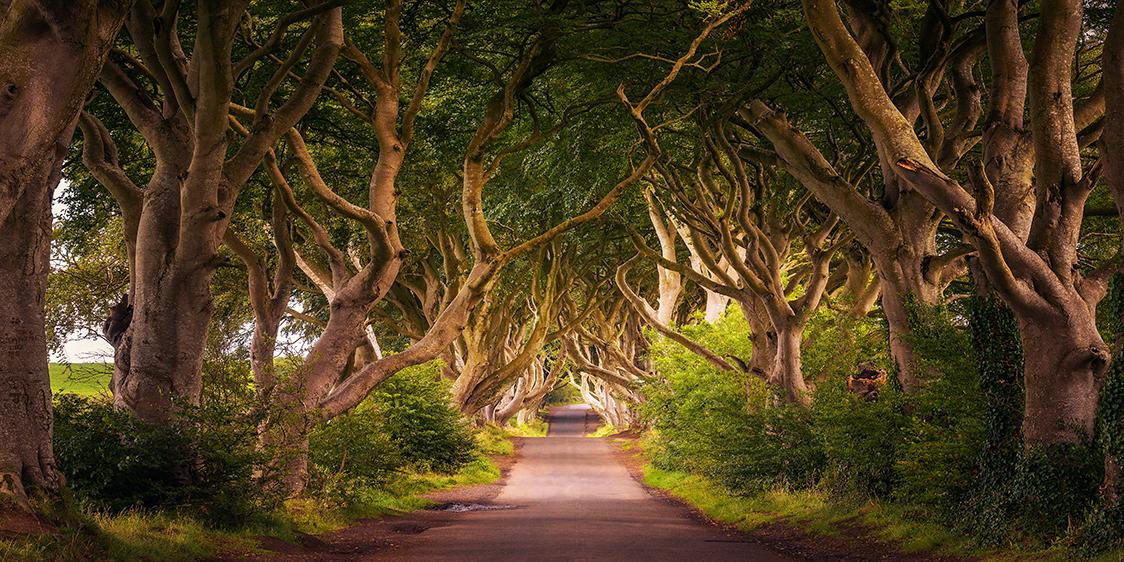 Picture of the Dark Hedges